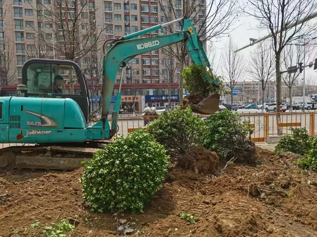 山东市政园林绿化工程 精品苗木供应与专业化施工服务