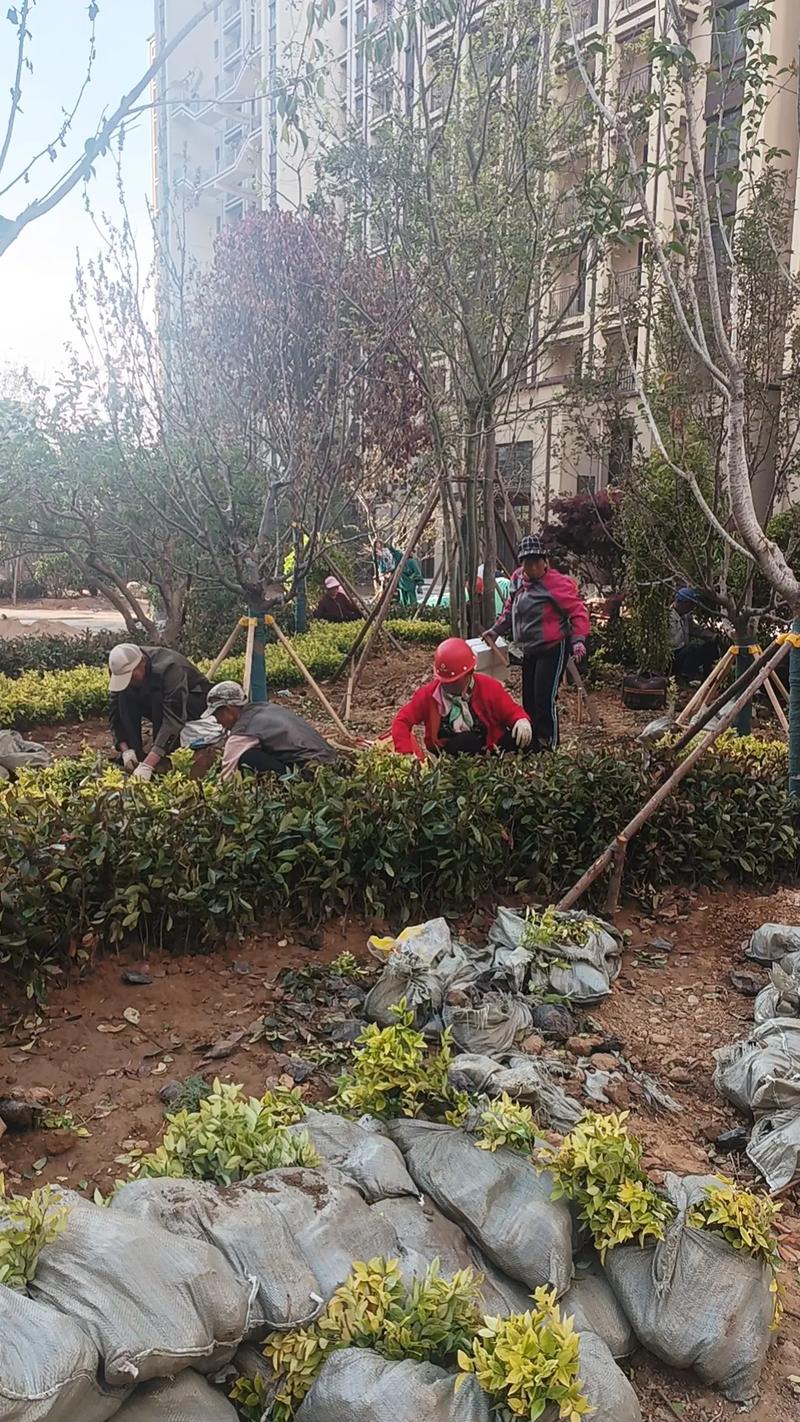 园林绿化工程现场施工全流程与关键要点解析